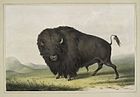 Buffalo Bull Grazing, 1845