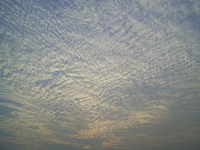 A large field of cirrocumulus clouds in a blue sky, beginning to merge near the upper left