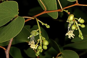 Inflorescences produced during mid-summer