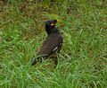 Common myna (Daily)