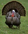Wild turkey can be found throughout the state