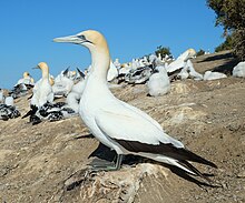 a large white seabird with yellow-buff head standing on a nest in a colony