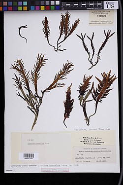 Gigartina cranwellae (US 10979)
