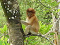 Juvenile proboscis monkey at Bako National Park