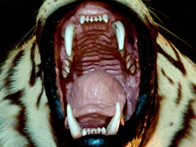 Colour photograph of open mouth of the tiger, from front, showing teeth and inside of mouth