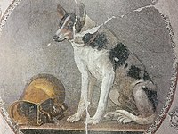 Ptolemaic mosaic of a dog and askos wine vessel from Hellenistic Egypt, dated 200-150 BC