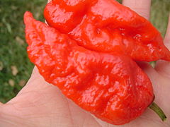 Red ghost pepper