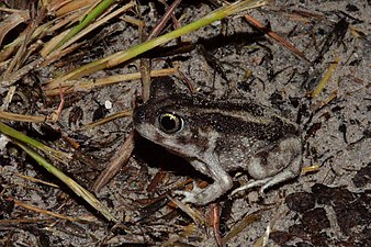 Hurter's Spadefoot Toad (Scaphiopus hurterii) Padre Island NS (Nov 2022)