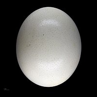 Struthio camelus egg – MHNT