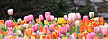 Various tulips in the gardens