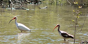 White ibis (Eudocimus albus) adult and immature plumage, Trinity River National Wildlife Refuge