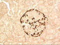 A pancreatic islet, showing alpha cells