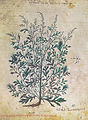 Wiener Dioskurides 6. Jh. Artemisia polyclonos