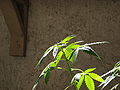 Image 12Top of Cannabis plant in vegetative growth stage (from Cannabis)