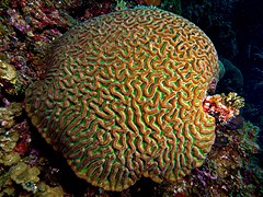 Colpophyllia natans (Boulder Brain Coral) entire colony