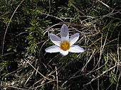 Flower of Crocus tauricus