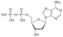 Skeletal formula of adenosine diphosphate