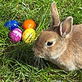 A real live bunny with decorated Easter eggs