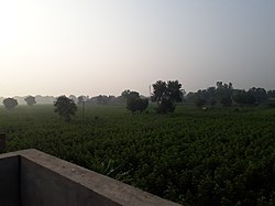 Fields in Sirsa district