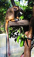Lumholtz's tree-kangaroo (Dendrolagus lumholtzii)