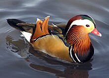 A rusty-brown, black and white duck with large orange "sail" feathers sticking up from its back floats on water.