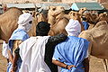 Image 2Camel market in Nouakchott (from Mauritania)