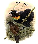 The breast feathers of the Lawes's parotia.[4]