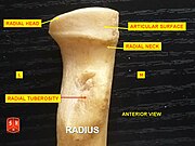 Radius, radial head – anterior view