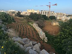 Agricultural land overlooking Msida