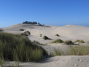 Grasses help stabilize the Oregon Dunes.