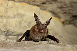Virginia big-eared bat female