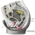Sagittal section of the lower part of a female trunk, right segment