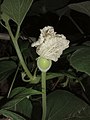 A female Calabash flower with a visible ovary at night, in West Bengal, India.