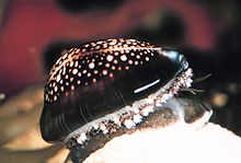 Cowries are generally seen on rocky areas of the sea bed.