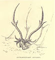 Axis deer, trophy antlers