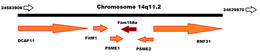 Fam158a chromosomal location and neighboring genes