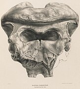 Partial skull of Palaeoloxodon namadicus, showing the parieto-occipital crest at the top of the skull