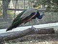 Peacock in the aviary at Karanji lake