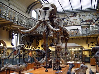 A southern mammoth skeleton in the Gallery of Paleontoloogy and Comparative Anatomy