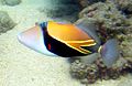 The reef triggerfish is the state fish of Hawaii.