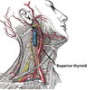 Superior thyroid artery