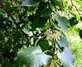 Small-leaved Linden (Lime) Tilia cordata