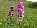 Orchids on Selsley Common