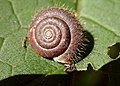 Hairy snail (Trochulus)