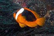 A. rubrocinctus (Australian anemonefish)
