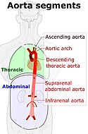 Segments of the aorta [Attribution-Share Alike 3.0 Unported Attribution-Share Alike 3.0 Unported license], attributed to Mikael Häggström and Edoarado