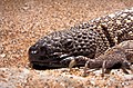 Image 2Mexican beaded lizard