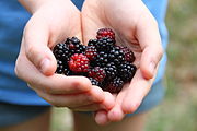 Wild blackberries picked in May in Texas