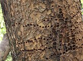 The patterns left in the bark of a Chinese Evergreen Elm after repeated visits by a Yellow-Bellied Sapsucker (woodpecker) in early 2012.