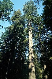 Various coast redwood trees from a bottom perspective